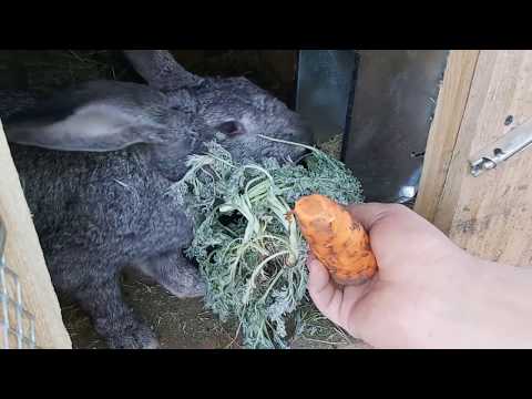 Видео: Кормление кроликов - легко и просто!