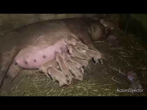 Видео: Самый долгий опорос.