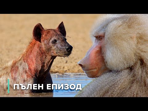 Видео: Властелините на Африка: Лъвове, хиени и павиани | Звезди на дивата природа 107+108