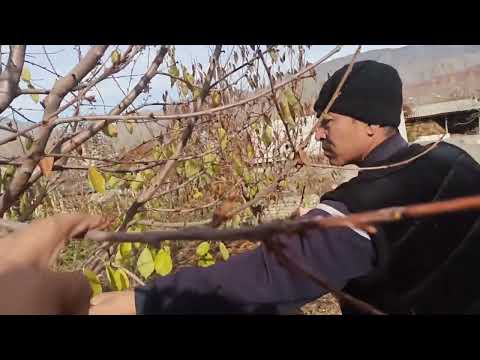 Видео: Гиласка кык салууга болобу?