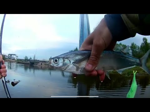 Видео: Рыбалка на поплавок, Лахтинский разлив, неожиданный улов
