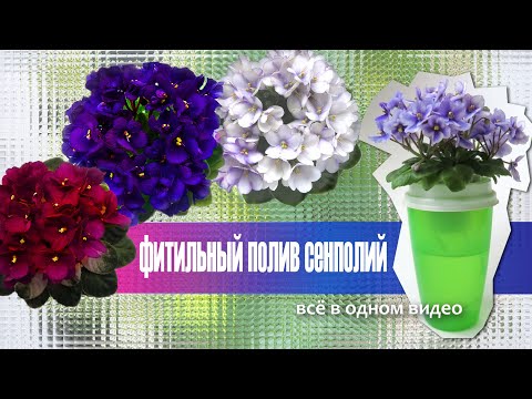 Видео: Фитильный полив сенполий