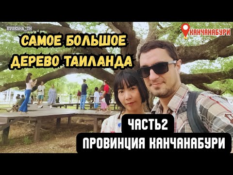 Видео: Самое большое дерево Таиланда и стеклянный мост! Канчанабури. Часть 2