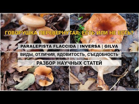 Видео: Говорушка перевернутая: съедобная или нет? Paralepista flaccida, inversa, gilva