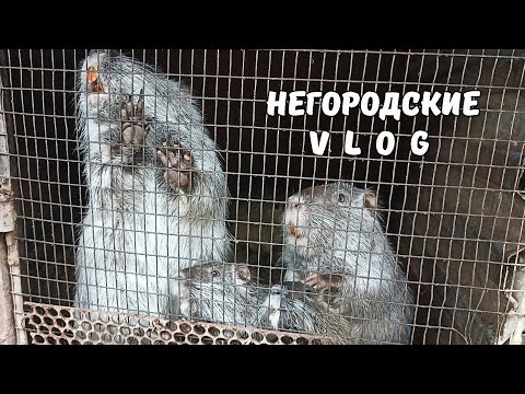 Видео: "Вкусняшки" от Ильи. Не время отдыхать! Ждуны.12.10.25