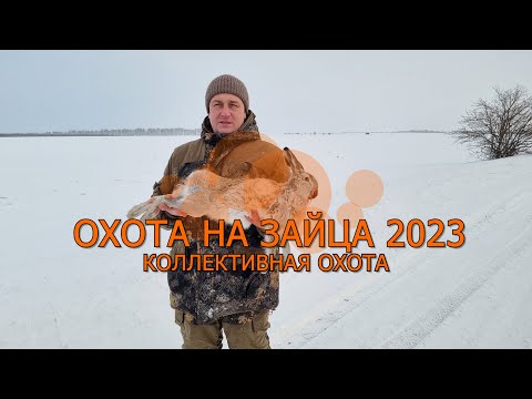 Видео: Охота на зайца в декабре 2023 г