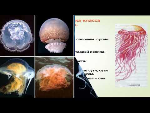 Видео: МНОГООБРАЗИЕ КИШЕЧНОПОЛОСТНЫХ