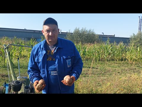 Видео: Копання картоплі грохотною копалкою до важкого мотоблока