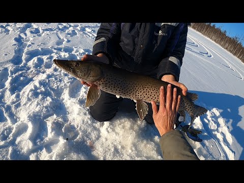 Видео: Зачетная зимняя рыбалка на Зейском водохранилище 2022
