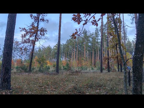 Видео: У каналі Весела_сімейка відбувається прямий ефір.