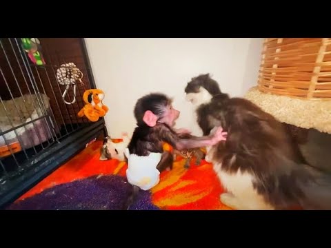 Видео: Котёнок по имени ПИПЕТКА или как Люся укладывала Шанель кормить котят)