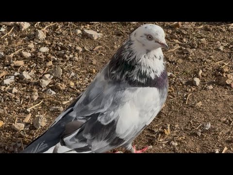 Видео: 29 сентября 2025 г.