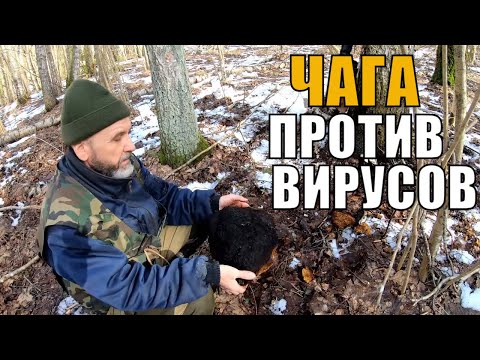 Видео: Поход в лес за чагой. Как выглядит чага, как ее заваривать и пить