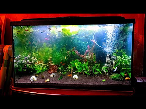Видео: Перезапуск аквариума подписчика объёмом 100 литров! Замена грунта