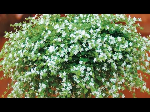 Видео: Посадка бакопы в кашпо. Бакопа из семян. Сажаем и сразу подкармливаем.