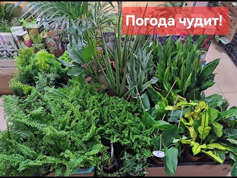 Видео: Обзор поступления комнатных растений от 12мая 2024г. Папоротники, сансевиерии, антуриум, туи  и др.