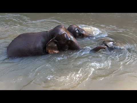 Видео: Азиатский слон в 2025 году #ещёневымерший