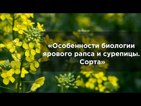 Видео: Особенности биологии ярового рапса и сурепицы  Сорта