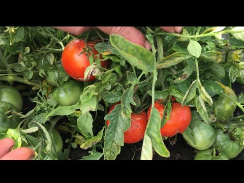 Видео: Какой он? МОНГОЛЬСКИЙ КАРЛИК. Урожайный сорт томатов