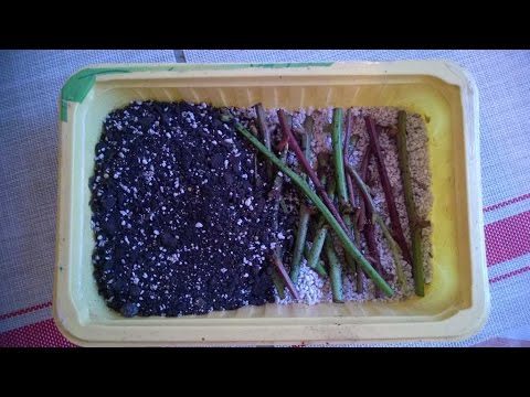 Видео: Нарезка стеблевых и корневых черенков ежевики 30.12.2016.