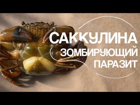Видео: Саккулина - фантастический паразит! Наталья Носова.
