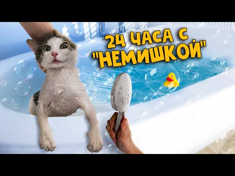 Видео: 24 часа с котом «Немишкой» из прошлого выпуска / SANI vlog