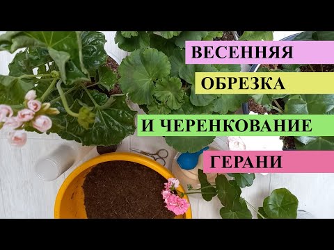 Видео: Весенняя обрезка ГЕРАНИ и черенкование, СРОЧНО пора обновить все кусты