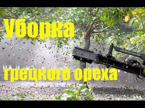 Видео: Технологический процесс переработки грецкого ореха: Уборка грецкого ореха