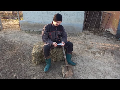 Видео: Відгодівля бичків.Заробітки-чи збитки? Без макухи не ростуть! Як рахувати корма? Ціна на ВРХ росте!