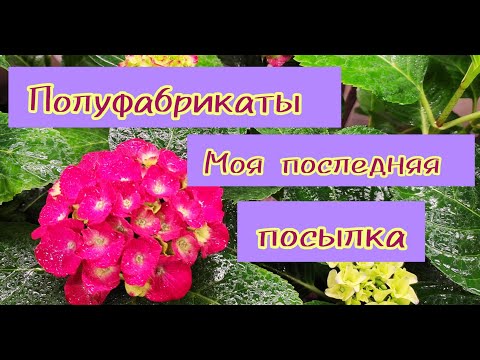 Видео: Обзор новинок гортензий. Полуфабрикат, очередной обман!⁉️#гортензия#посылка