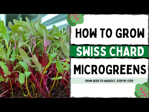 Видео: Как вырастить микрозелень швейцарского мангольда — полное пошаговое руководство с советами и реко...