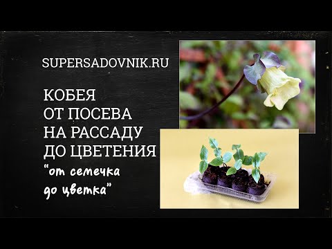 Видео: Выращивание КОБЕИ: от посева на рассаду до цветения в одном видео