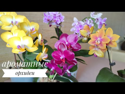 Видео: АРОМАТНЫЕ ОРХИДЕИ: Phal.Sogo Relex, Star's OrangeRed Horn, Yen Shuai Sweet Girl, Hualien Pink Galaxy