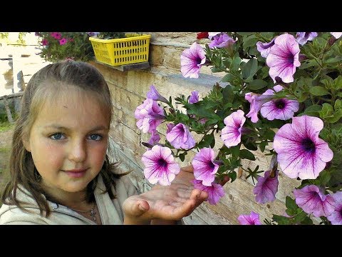 Видео: ПЕТУНИИ НА ПРОДАЖУ. Делюсь опытом!