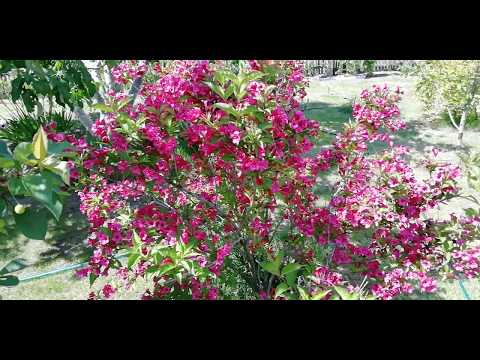 Видео: Вейгела. Посадка, обрезка, уход.