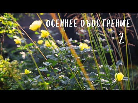 Видео: Осеннее обострение 2