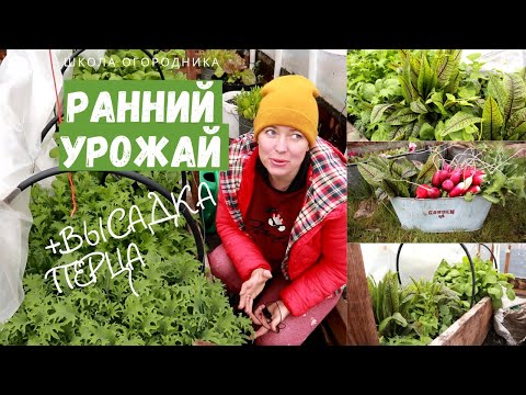 Видео: БОГАТЫЙ урожай необычной зелени из теплицы и высадка рассады перца
