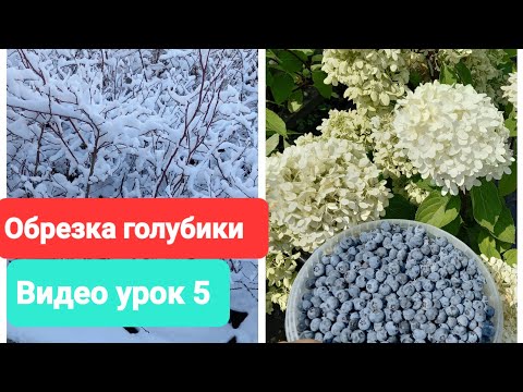 Видео: Обрезка голубики. Видеоурок 5. 2023 г.