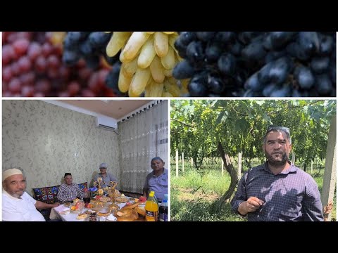 Видео: Турсунзода (Регар) ДЕХКОН АЛИШЕР АКА УЗУМ БОГЛАРИГА САЁХАТ.