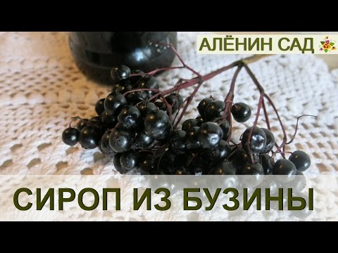 Видео: Делаем сироп из БУЗИНЫ черной!!!