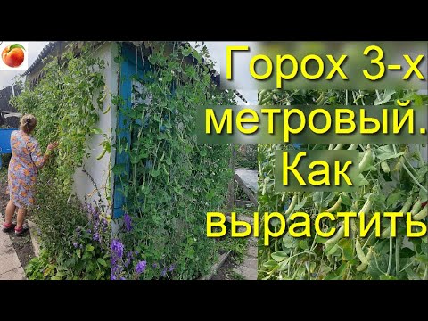 Видео: Очень большой горох 3 метра Большой урожай гороха Легкая подвязка гороха Peas