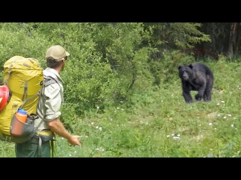 Видео: 🐻🐻/КАК ИЗБЕЖАТЬ СЛУЧАЙНОЙ ВСТРЕЧИ С МЕДВЕДЕМ / Случай в тайге