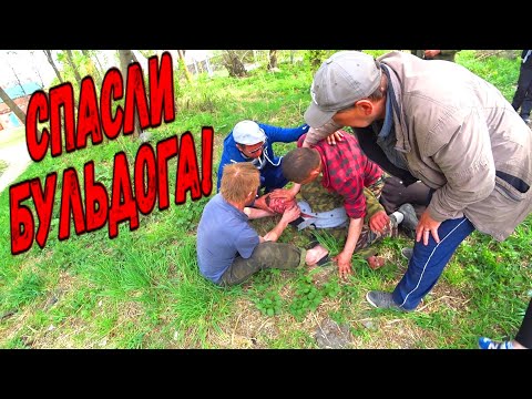 Видео: СПАСЛИ ЖИЗНЬ БУЛЬДОГУ / КОМАНДА СПОРТИВНЫХ БОМЖЕЙ / 240 серия (18+)