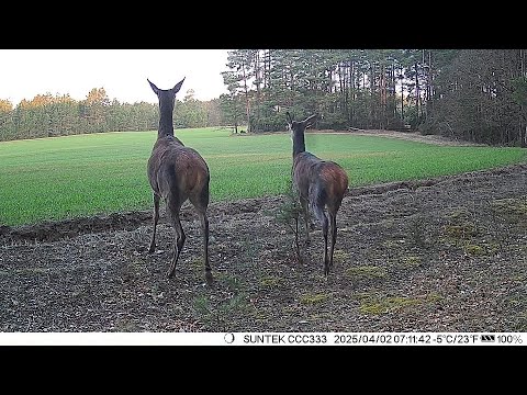 Видео: Фотоловушка Suntek HC-900M (1 марта-3 апреля 2025г.) Гродненская область. Беларусь