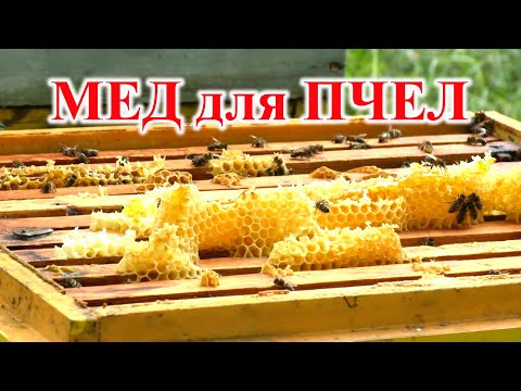 Видео: Когда начинать готовить пчел к зиме. Когда оставлять мед пчелам
