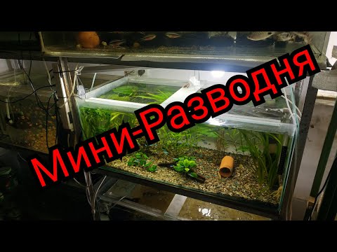 Видео: РазводнЯ аквариумных рыбок в Ташкенте