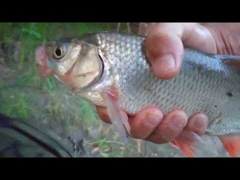 Видео: Река Обь. Рыбалка в удовльствие.