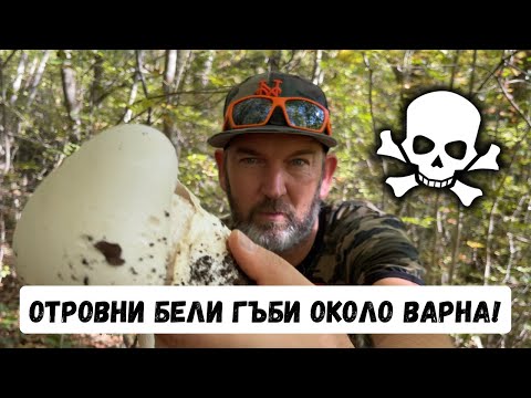 Видео: #Отровни бели #гъби около #Варна !