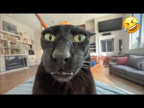 Видео: Самые смешные коты и животные недели 😂🐾 | Постарайтесь не смеяться!