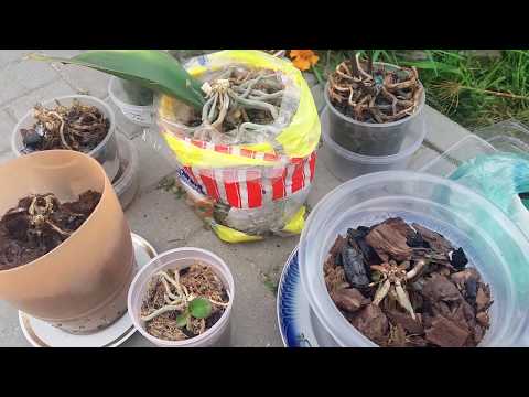 Видео: НЕ ВЫБРАСЫВАЙТЕ ПЕНЬКИ ОРХИДЕЙ!!!